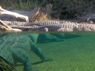 National Geographic: «Страна крокодилов»